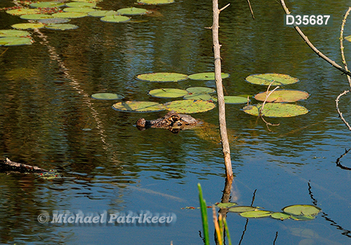 Broad-snouted Caiman (Caiman latirostris)